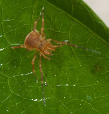 Media type: image;   Invertebrate Zoology 136540